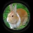 Rabbit Hunting 3D