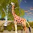 Giraffe Family Life Jungle Sim